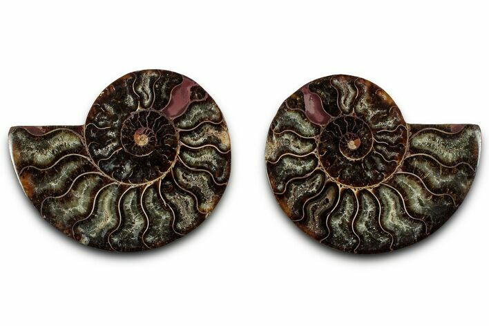 Cut & Polished, Agatized Ammonite Fossil - Madagascar #318116